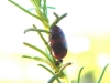 Coptocephala sp. Coptocephala sp.