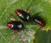 Crepidodera aurata Crepidodera aurata