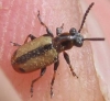 Crioceris paracenthesis (Linnaeus, 1767)
