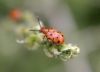 Crioceris duodecimpunctata (Linnaeus, 1758)