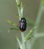 Criptocephalus tetraspilus ? Criptocephalus tetraspilus ?