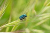 Cryptocephalus Cryptocephalus