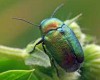 Cryptocephalus hypochaeridis Cryptocephalus hypochaeridis