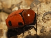 Cryptocephalus infirmior/bimaculatus 1/2 Cryptocephalus infirmior/bimaculatus 1/2