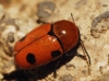 Cryptocephalus infirmior/bimaculatus. Cryptocephalus infirmior/bimaculatus.