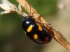 Cryptocephalus octoguttatus Cryptocephalus octoguttatus