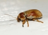 Cryptocephalus pini (Linnaeus, 1758)