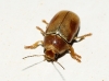 Cryptocephalus pini (Linnaeus, 1758)