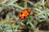 Cryptocephalus pominorum Burlini, 1955 Cryptocephalus pominorum Burlini, 1955