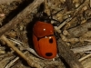 Cryptocephalus pominorum Burlini, 1955 Cryptocephalus pominorum Burlini, 1955