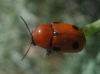 Cryptocephalus pominorum Burlini, 1955 Cryptocephalus pominorum Burlini, 1955