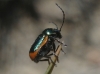 Cryptocephalus ramburi Suffrian, 1847 Cryptocephalus ramburi Suffrian, 1847