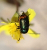 Cryptocephalus ramburi Suffrian, 1847 Cryptocephalus ramburi Suffrian, 1847