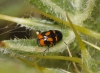 Cryptocephalus sexpustulatus Villers, 1789 Cryptocephalus sexpustulatus Villers, 1789