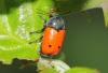Cryptocephalus sp. Cryptocephalus sp.