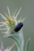 Cryptocephalus tetraspilus Suffrian, 1851