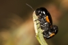 Cryptocephalus tetraspilus Suffrian, 1851