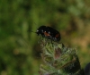 Cryptocephalus tetraspilus Suffrian, 1851