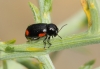 Cryptocephalus tetraspilus Suffrian, 1851