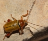 Cryptocephalus (Heterichnus) podager Seidlitz, 1867