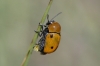 Cryptocephalus infirmior Kraatz, 1876 Cryptocephalus infirmior Kraatz, 1876