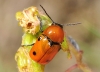 Cryptocephalus infirmior Kraatz, 1876 Cryptocephalus infirmior Kraatz, 1876