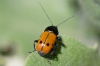 Cryptocephalus lividimanus Kiesenwetter, 1851 Cryptocephalus lividimanus Kiesenwetter, 1851
