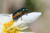 Cryptocephalus ramburi Suffrian, 1847 Cryptocephalus ramburi Suffrian, 1847