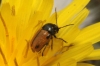 Cryptocephalus rugicollis Cryptocephalus rugicollis