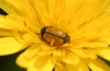 Cryptocephalus rugicollis Olivier, 1791