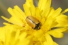 Cryptocephalus rugicollis Olivier, 1791