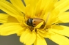 Cryptocephalus rugicollis Olivier, 1791