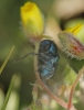 Cryptocephalus sp. Cryptocephalus sp.
