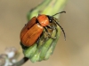 Exosoma lusitanicum (Linnaeus, 1767)