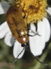 Exosoma lusitanicum Exosoma lusitanicum