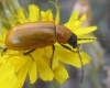 Exosoma lusitanicum Exosoma lusitanicum