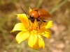 Exosoma lusitanicum Exosoma lusitanicum