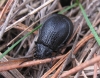 Galeruca tanaceti (Linnaeus, 1758)