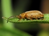 Galerucella cf. pusilla (Duftschmid, 1825)