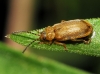 Galerucella cf. pusilla (Duftschmid, 1825)
