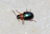 Gastrophysa polygoni (Linnaeus, 1758)