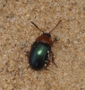 Gastrophysa polygoni (Linnaeus, 1758)