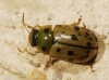 Gonioctena ? Gonioctena ?