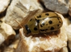 Gonioctena sp.