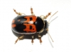 Gonioctena sp.