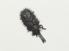 Hispa atra Linnaeus, 1767 Hispa atra Linnaeus, 1767