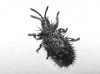 Hispa atra Linnaeus, 1767 Hispa atra Linnaeus, 1767