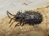 Hispa atra Linnaeus, 1767 Hispa atra Linnaeus, 1767
