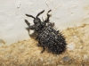 Hispa atra Linnaeus 1767 Hispa atra Linnaeus 1767