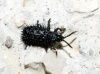 Hispa atra Linnaeus, 1767 Hispa atra Linnaeus, 1767